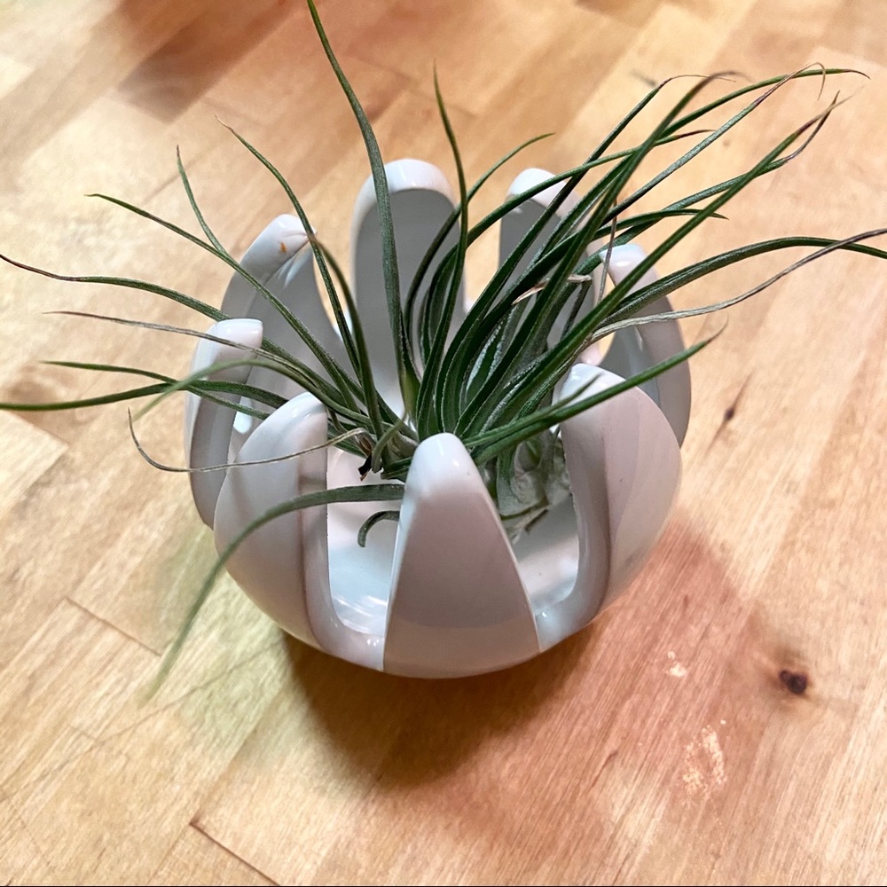 Chive brand airplant holder white ceramic guc